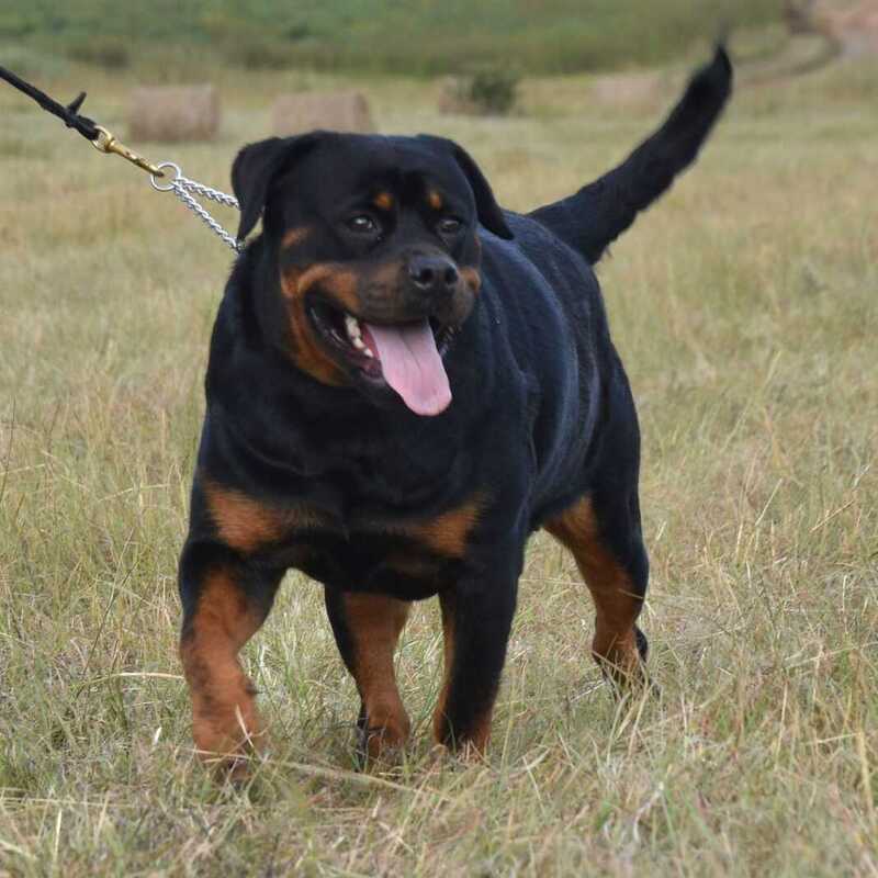 BELLA2 BELLA2
