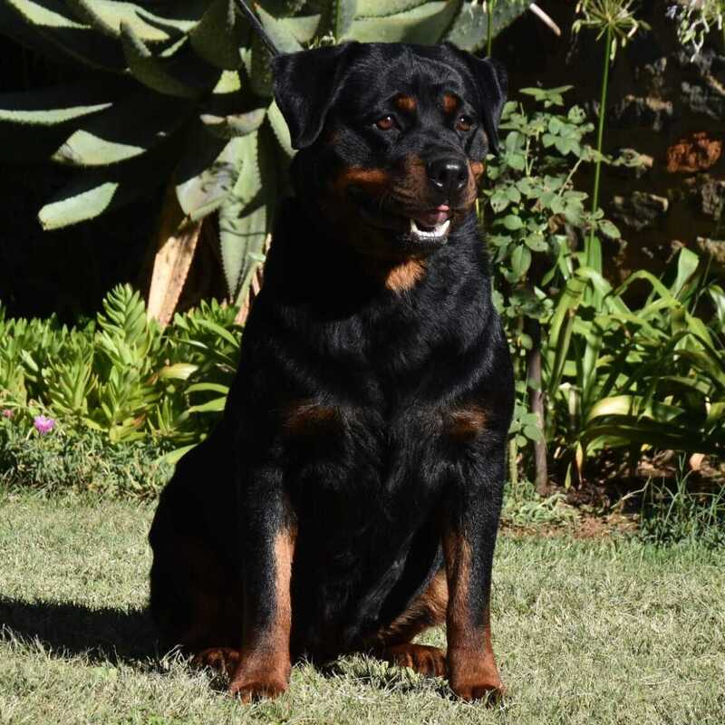 NALA2 NALA2
