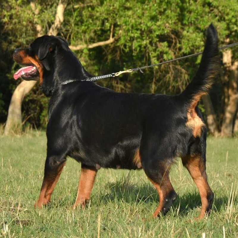 PIA3 PIA3