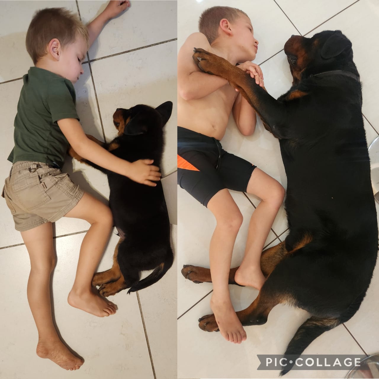 ROTTIES AND KIDS
