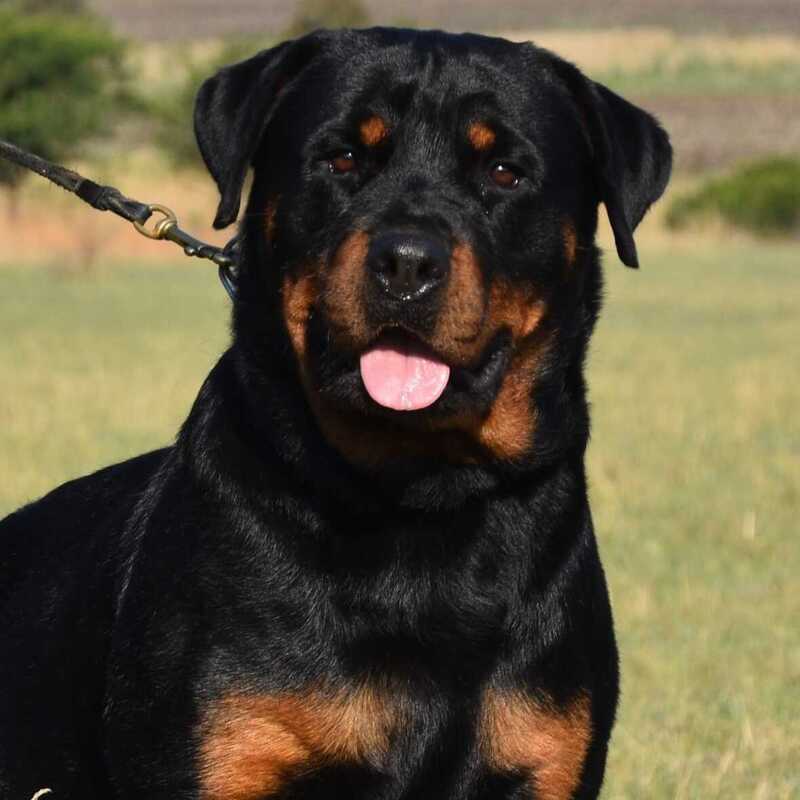YANKA1