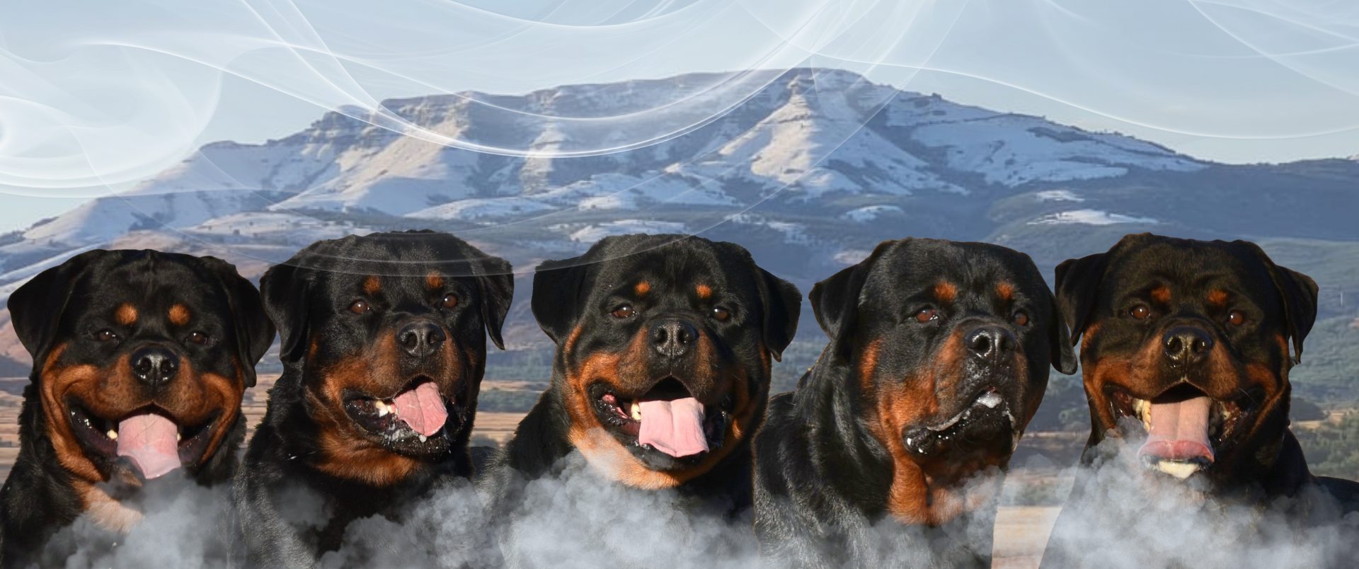 Craffenheim Rottweilers in front of the mountain on our farm in Northern KwaZulu-Natal